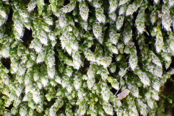 Edmund 2x extreme macro stack of moss